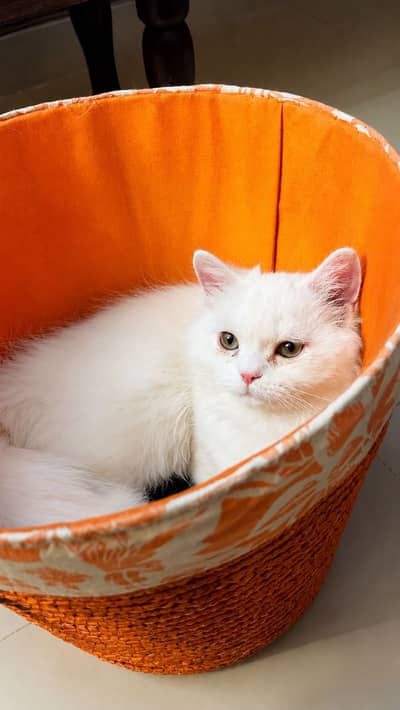 Male white Persian kitten