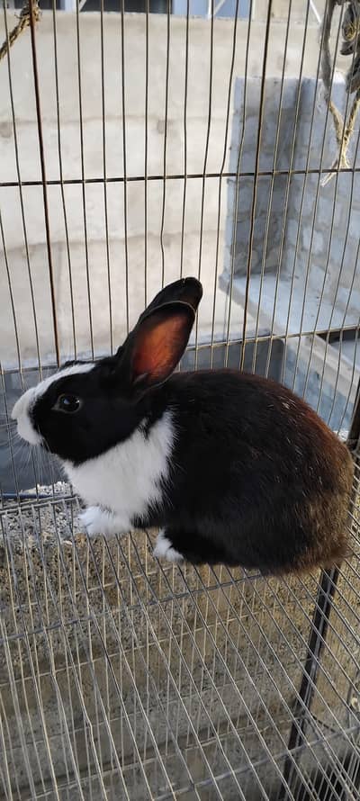 Rabbit Piar