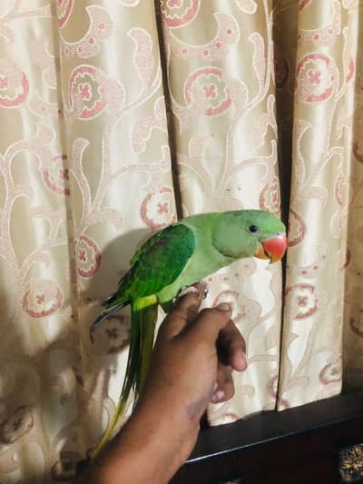 handtame green ring neck parrot