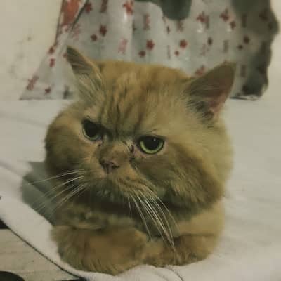 Persian Male Cat lost in Multan Cantt