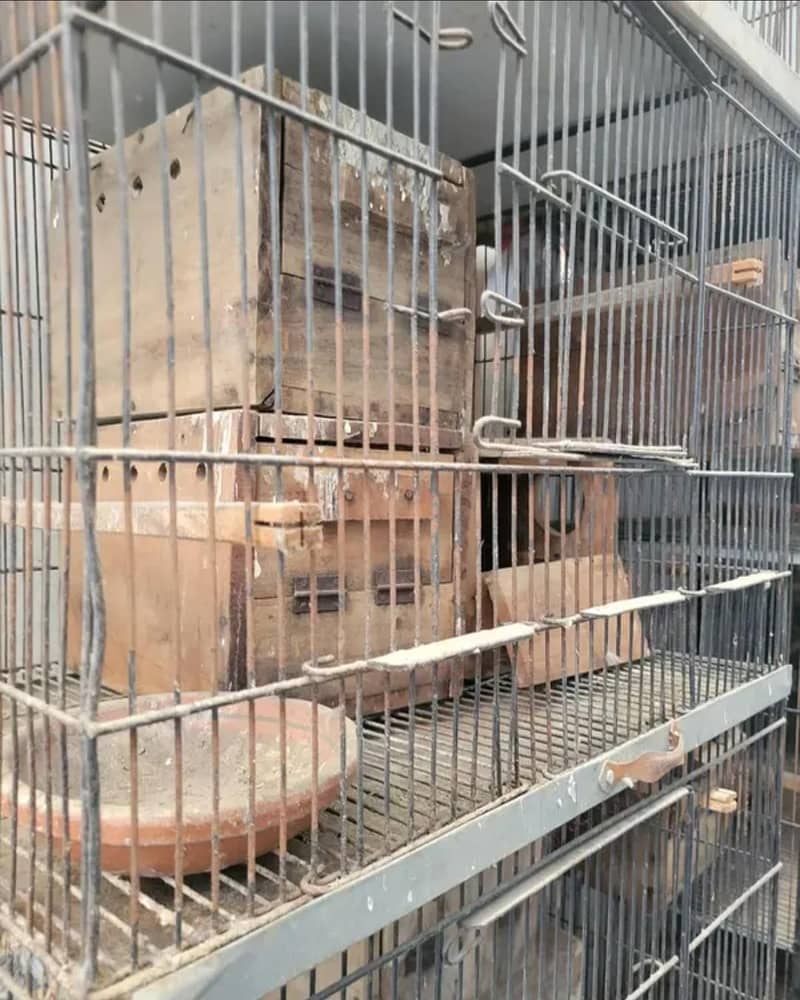 bird cages 1