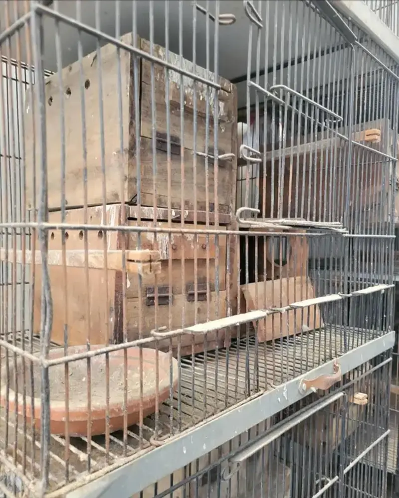 bird cages