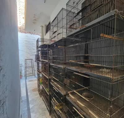 bird cages