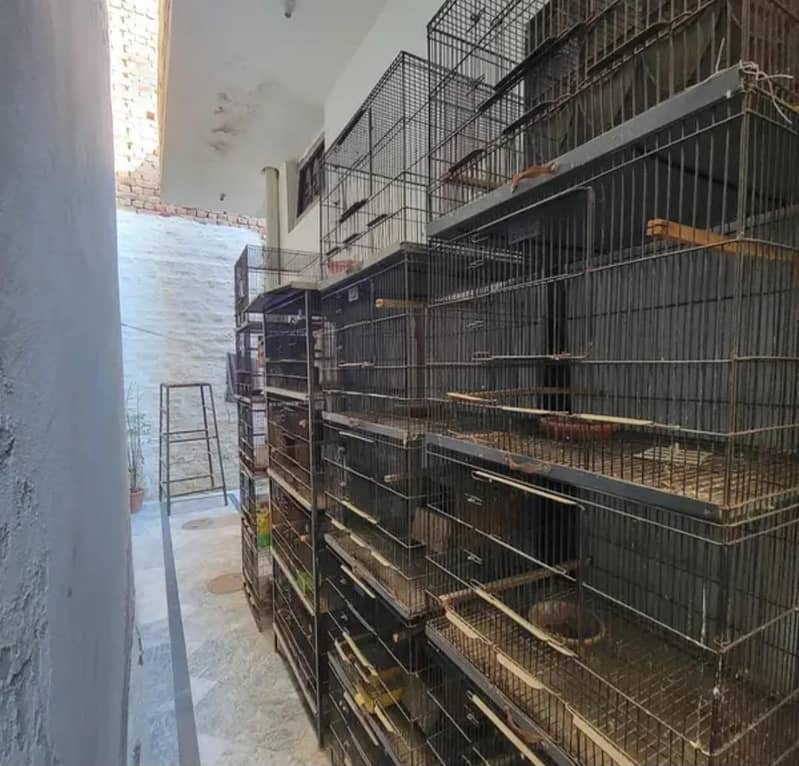 bird cages 0