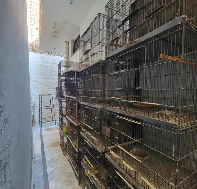 bird cages — photo 3