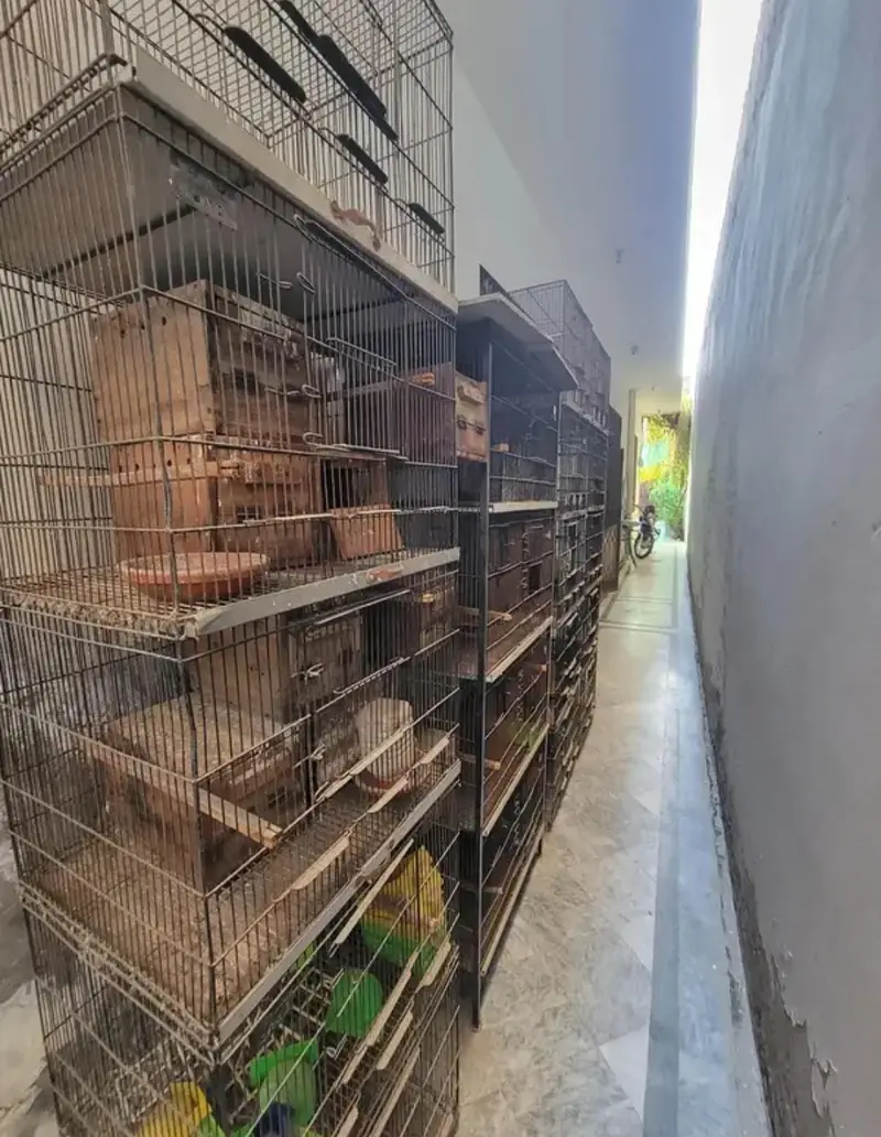 bird cages — photo 4