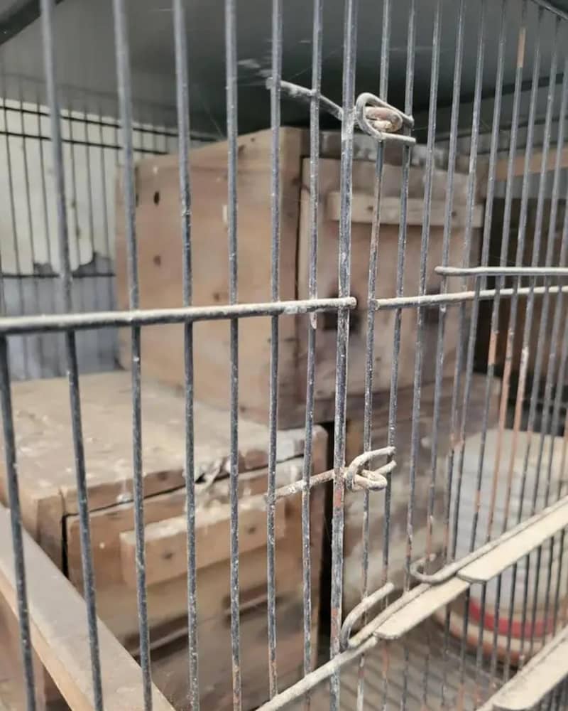 bird cages 4