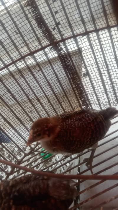 chicks for sale ( golden misri ) healthy and best conditions