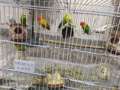Birds For sale