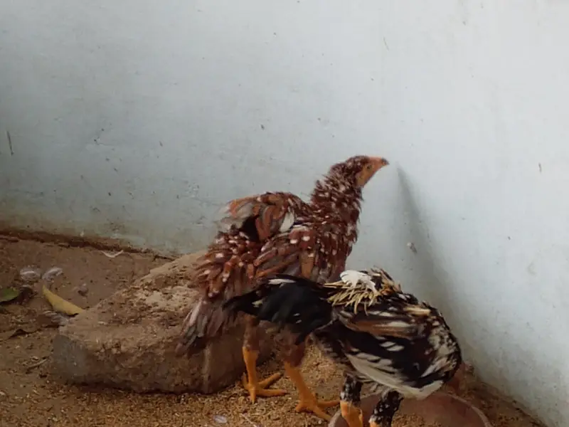 Aseel Male Both — photo 2