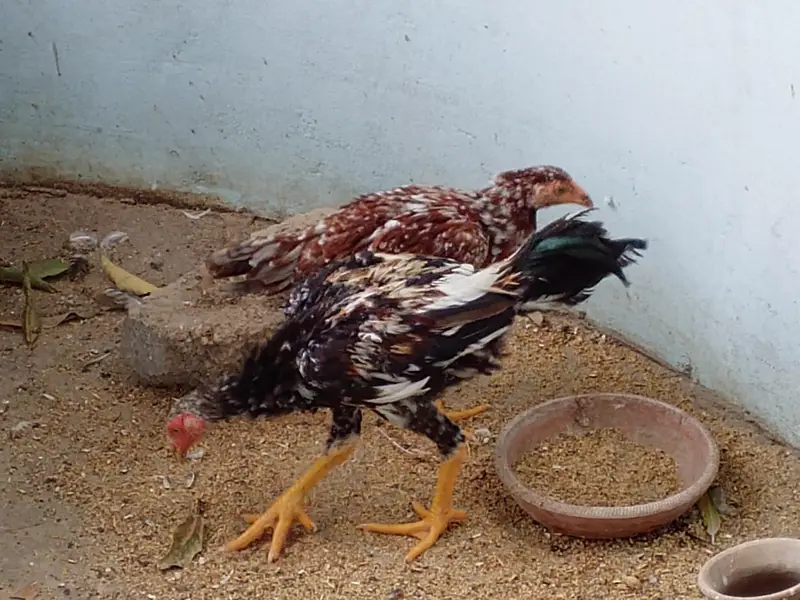 Aseel Male Both — photo 3