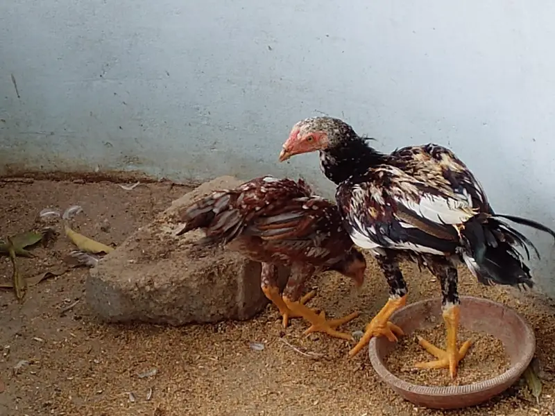 Aseel Male Both — photo 4