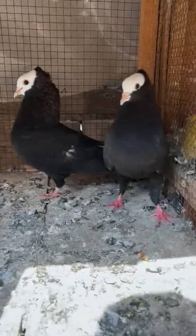black German mukhi breeder pair