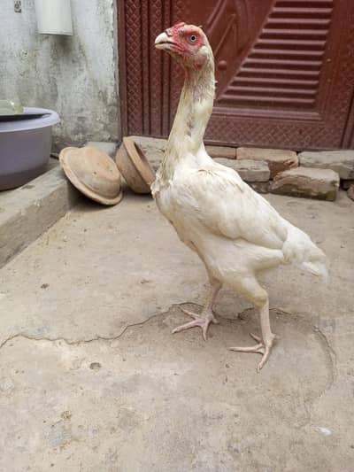 Heera Aseel Female Madi  ( 03204661930 )