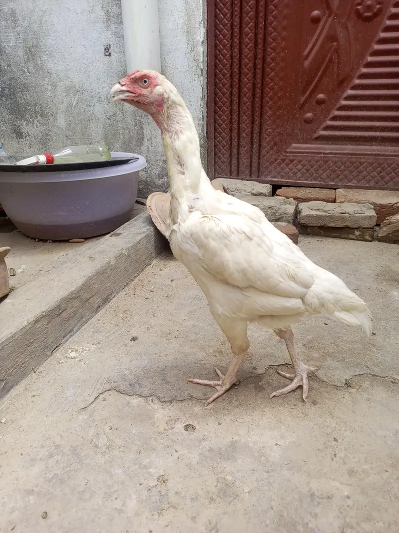 Heera Aseel Female Madi  ( 03204661930 ) — photo 2