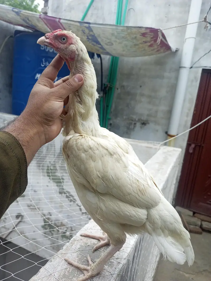 Heera Aseel Female Madi  ( 03204661930 ) — photo 3
