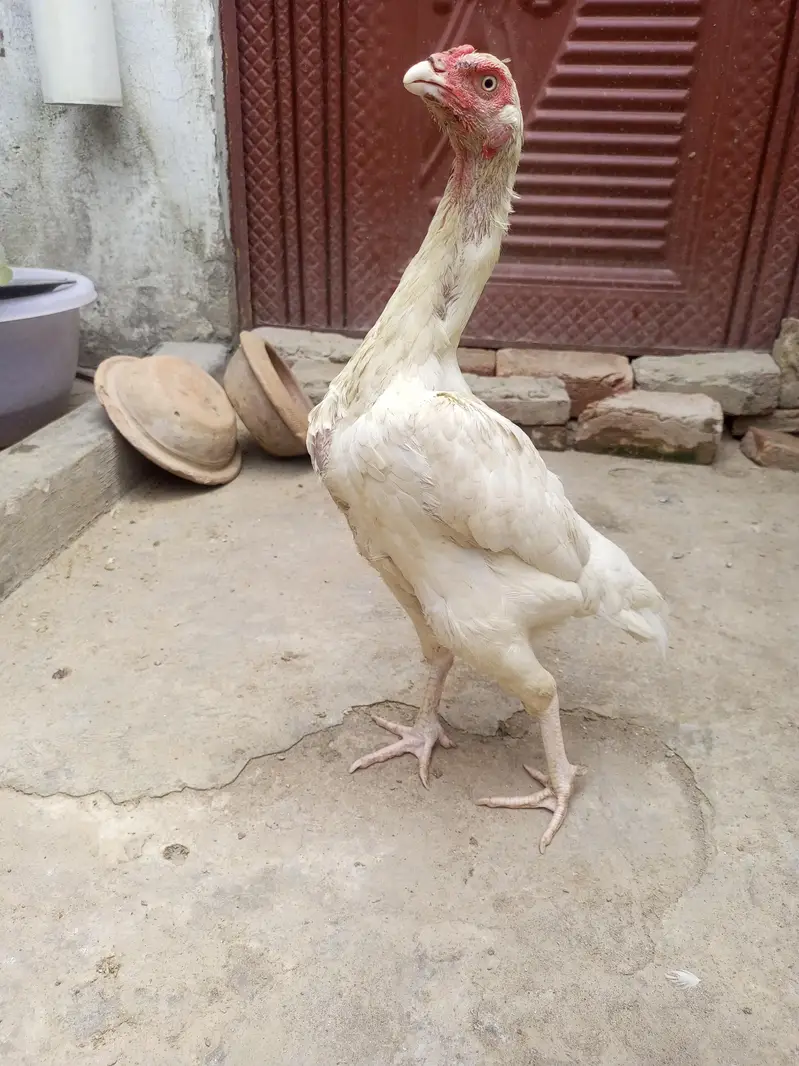 Heera Aseel Female Madi  ( 03204661930 ) — photo 4