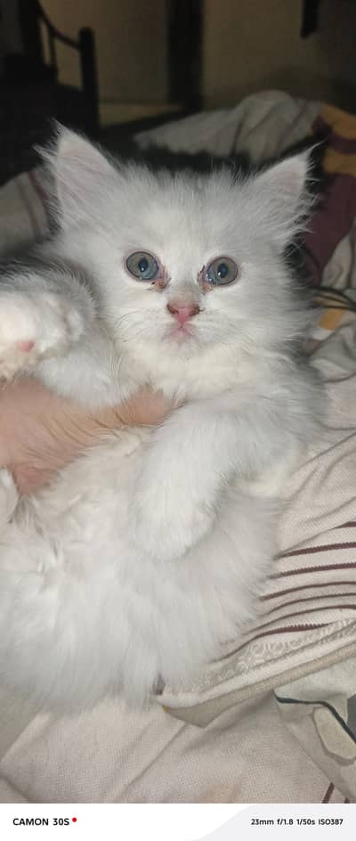 persian cat 2 months baby sale