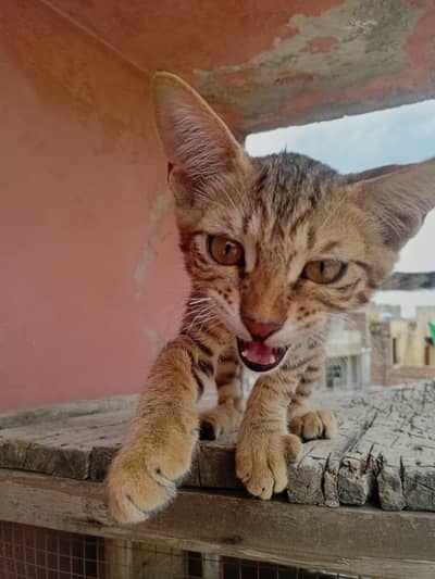 Persian cat