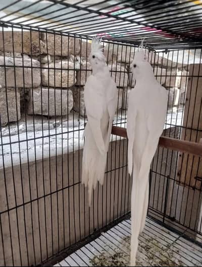 cocktails / exhibition budgries female