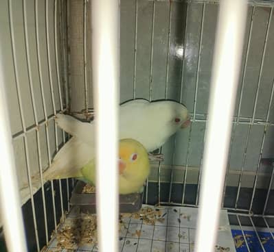 Cremino X Albino Red Pair