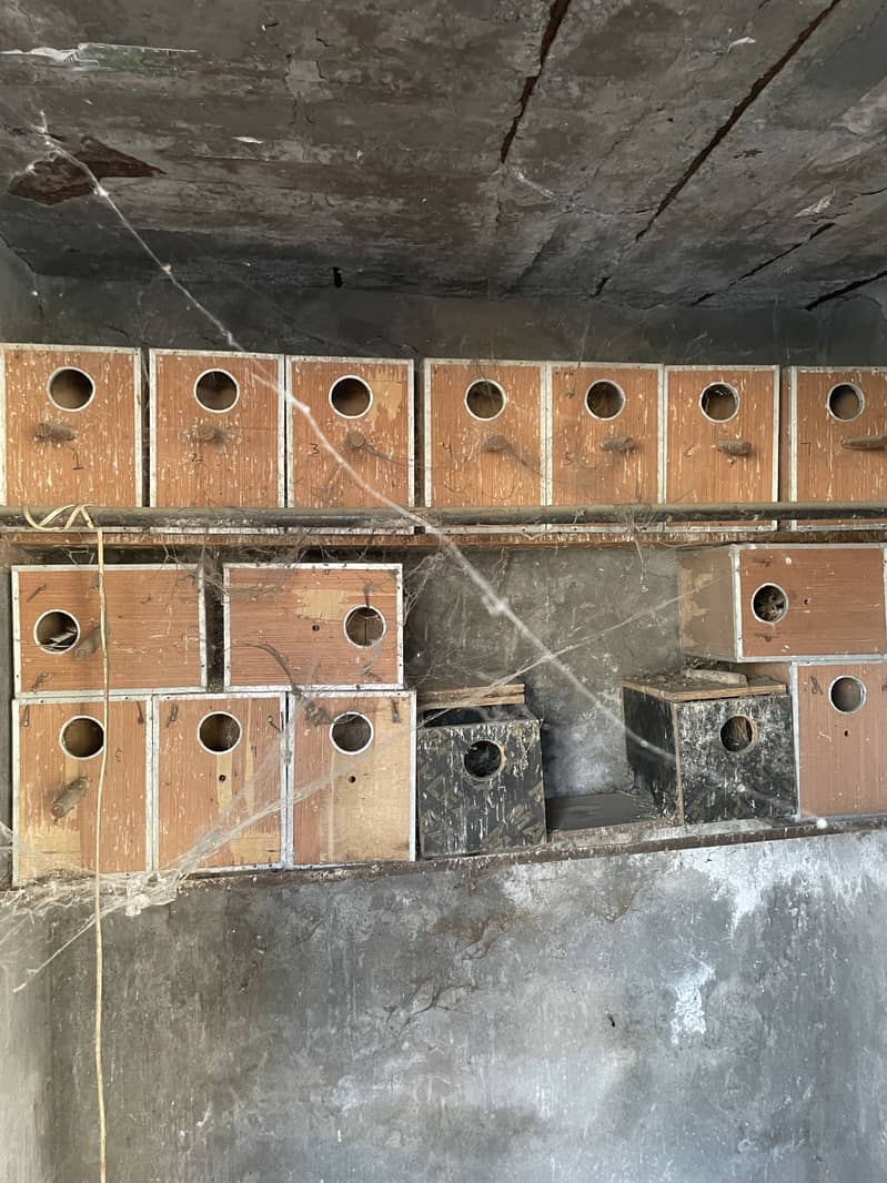 Breeding boxes 1