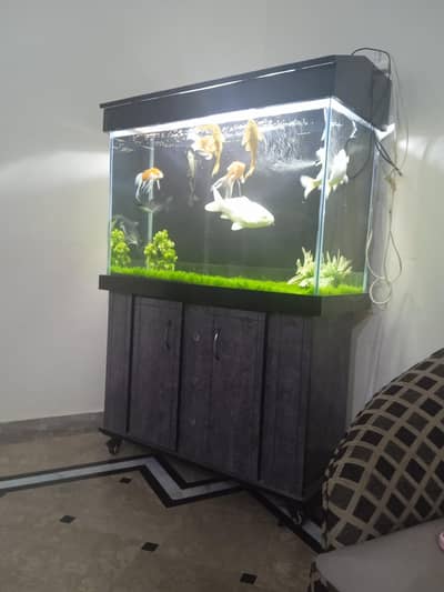 Aquarium with Fish