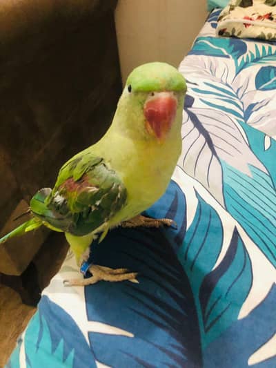 handtame green ring neck parrot