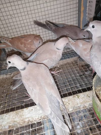 Doves Self Peace