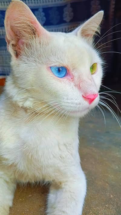 White Odd-Eyed Domestic Cat