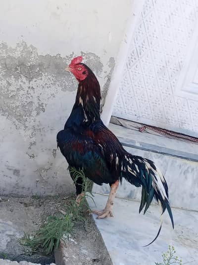 pure mianwali breeder for sale one eye contact on watsapp 03425435312
