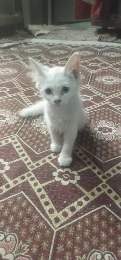 kitten for sale
