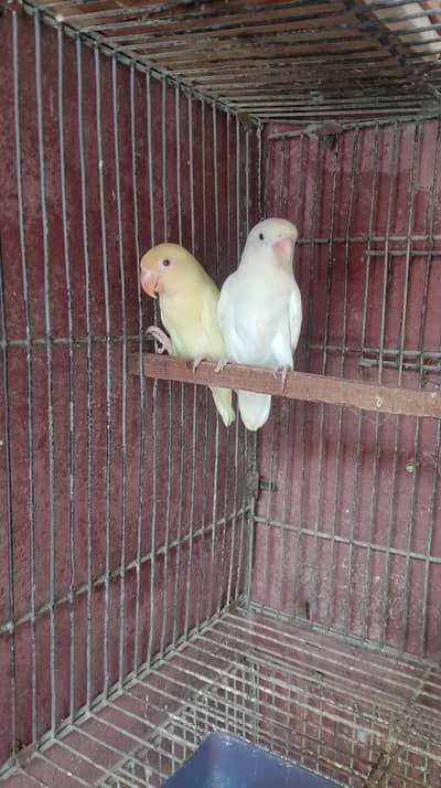 albino black eyes and crimino