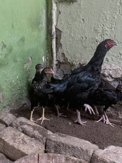 Aseeel hens with 7 chicks fresh pics attached zyada tar male he hai