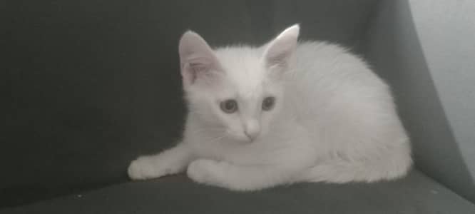 mix breed Persian cat (male)