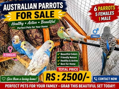 6 Budgie Parrot for sale. City: Kot Addu