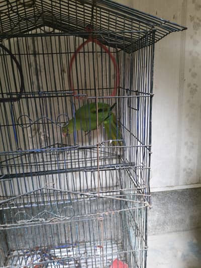 green parrot