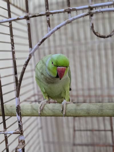 Very Much friendly Tamed Green Ringneck for sale!