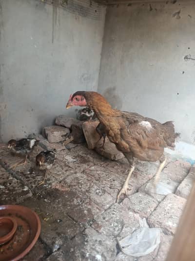 Aseel murgi with 5 chicks contact for price