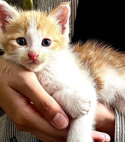 for sale persion train cat
