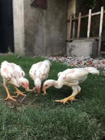 White shamo eggs and chicks available