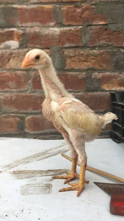 White shamo eggs and chicks available