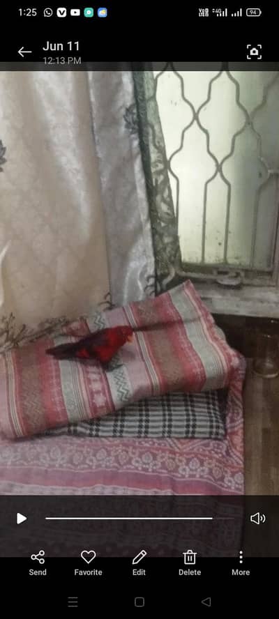 red Mlacoun lory chick