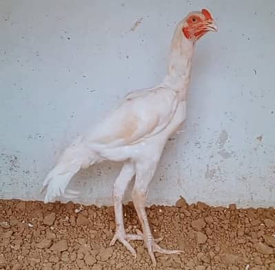 White Aseel Murga For Sale