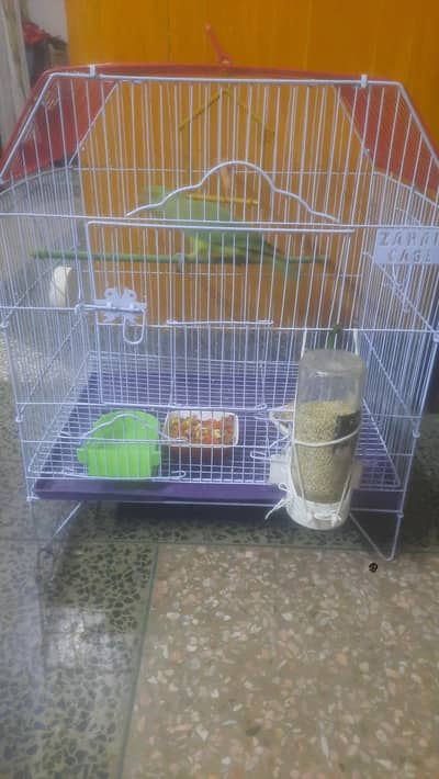 parrot