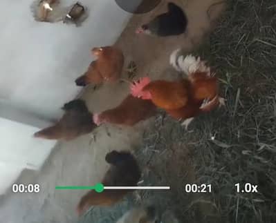 Desi hens for sale