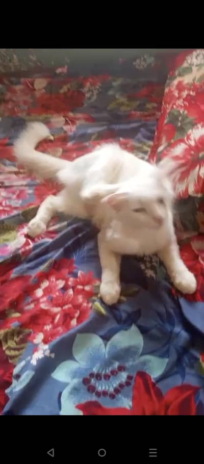 cat for urjnt sale