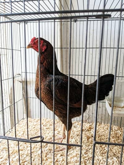 aseel hens , very healthy and friendly , eats home food also.