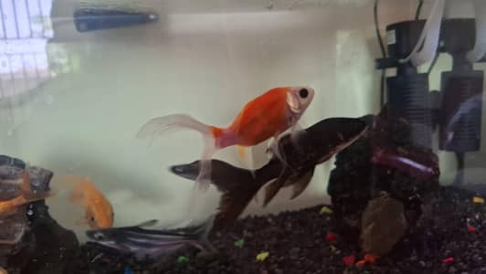 All fishes for sale Mix koi, sharks, pleco, gold comets hifin fishes