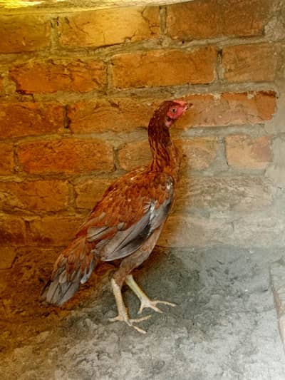 PURE ASEEL FEMALE SERIOUS BUYER CONTACT ME